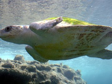 Olive ridley sea turtle
