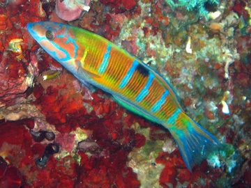 Ornate Wrasse
