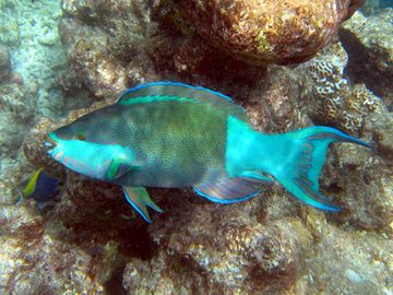 Parrotfish
