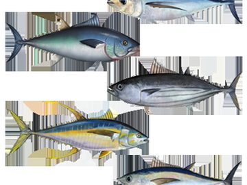 Pelagic Fish