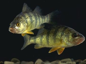 Perch