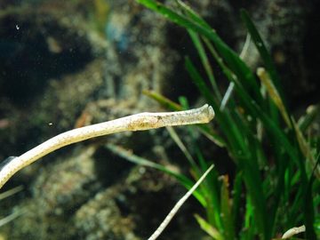 Pipefish