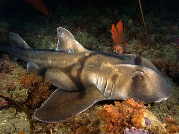 Port Jackson Sharks