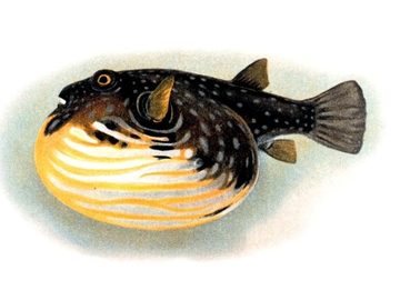 Pufferfish