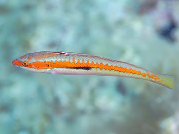 Rainbow Wrasse