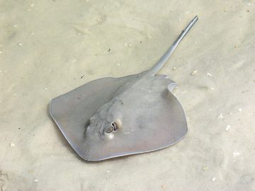 Rays