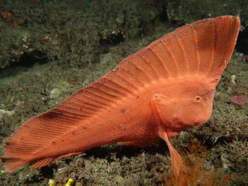 Red Indian fish