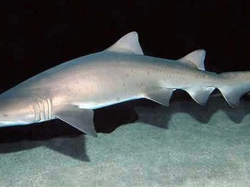 Sand Tiger Shark