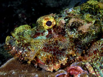 Scorpionfish