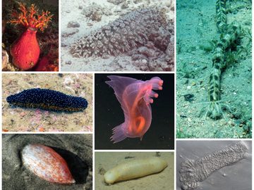 Sea cucumber