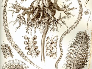 Sea Pens