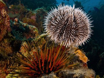 Sea urchin