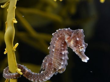 Seahorse