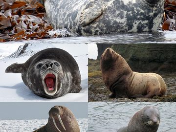 Seal
