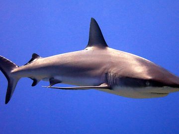 Sharks (White tip reef shark, nurse shark, cat sharks etc)