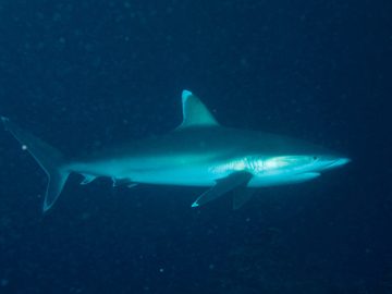 Silvertip sharks