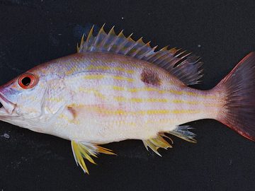 Snapper