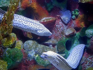 Spotted Moray Eel