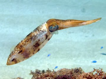Squid