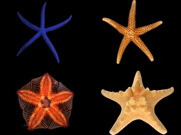 Starfish