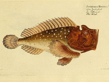 Stonefish
