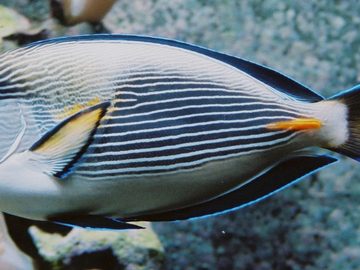Surgeonfish