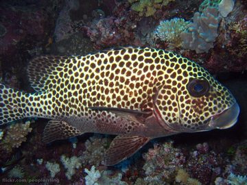Sweetlips