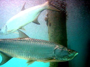 Tarpon