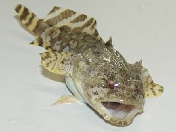 Toad Fish