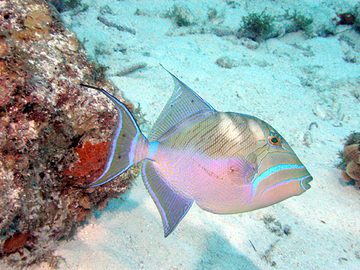 Triggerfish