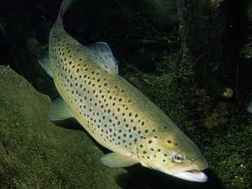 Trout