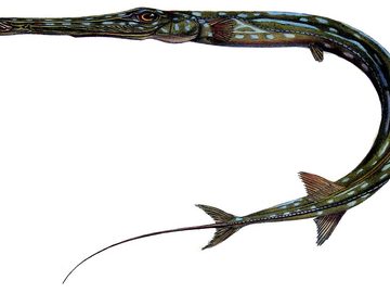 Trumpetfish / pipefish