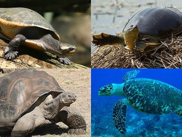 Turtle