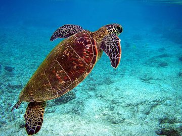 Turtles