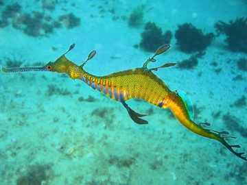 Weedy sea dragon