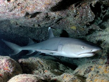 Whitetip Reef Shark