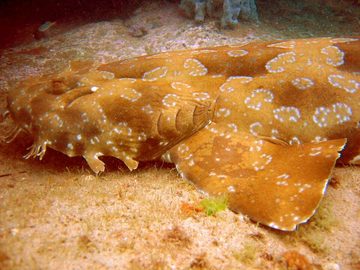 Wobbegong Sharks