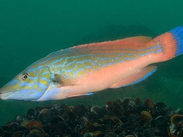 Wrasse